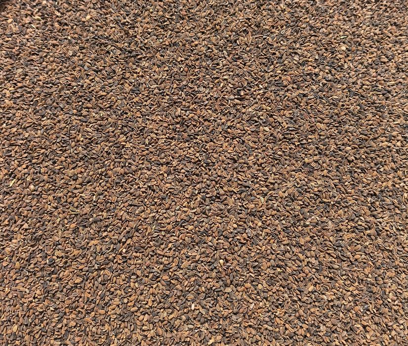 Seradela Seladera Saladera Saradela