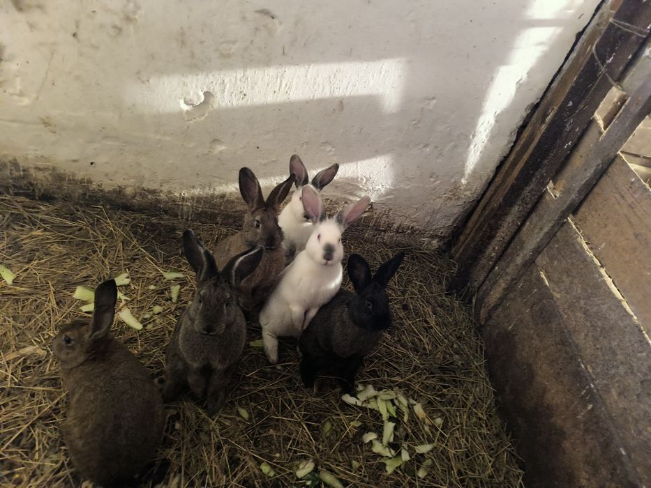 Кролики кролики кролики