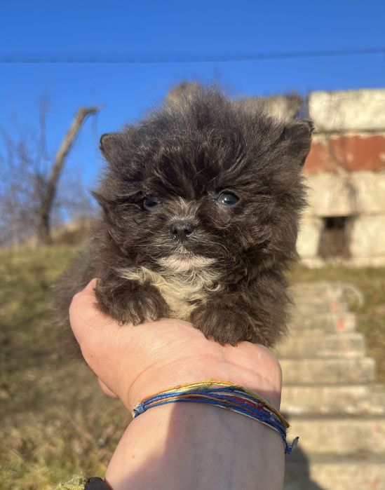 Девочка необычного окраса помапу