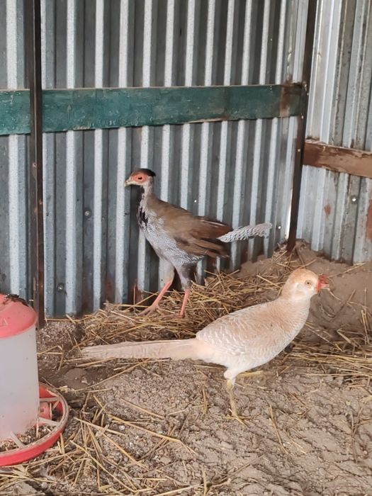 Продам фазанів мисливських