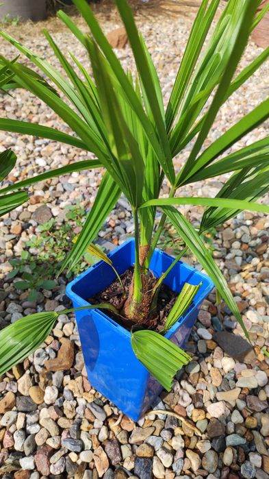 Trachycarpus Bułgaria 2 szt.