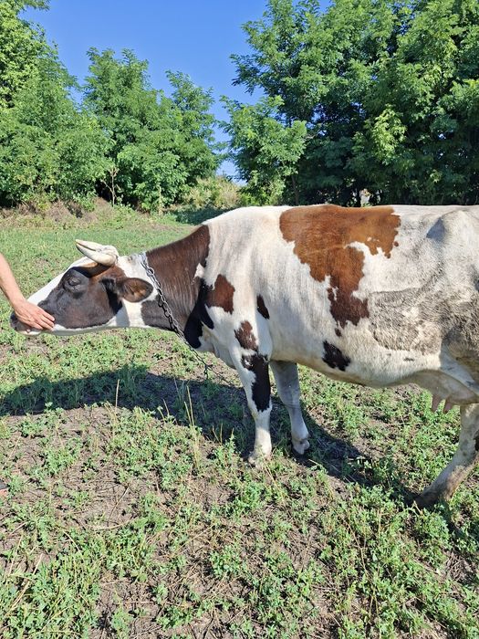 Продам  корову на вибір
