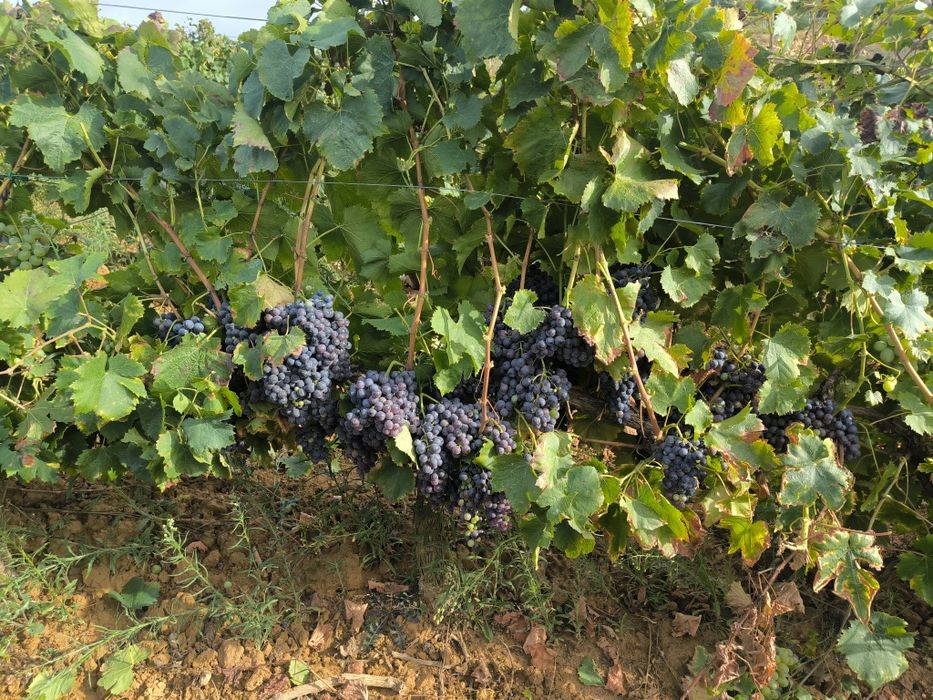Vendo Uva para vinho