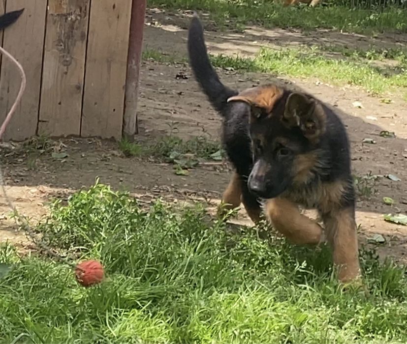 Вівчарочки від найкращоі пари