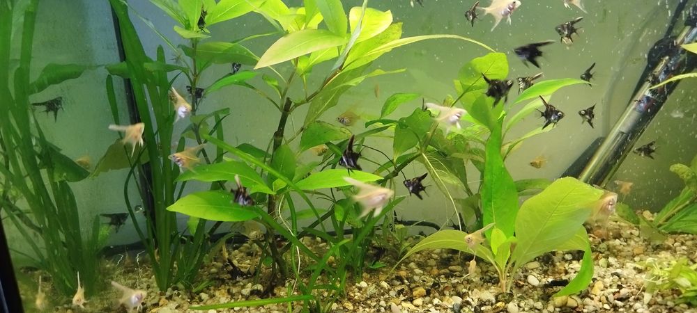 Młode skalary sprzedam