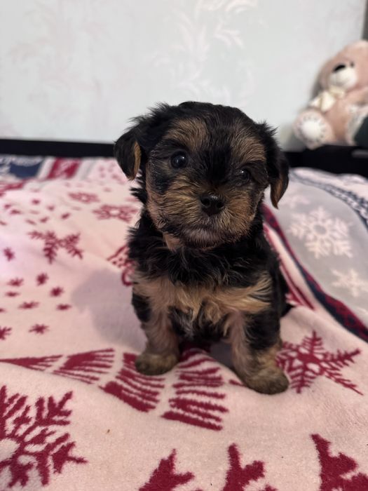 Йоркширський терєр