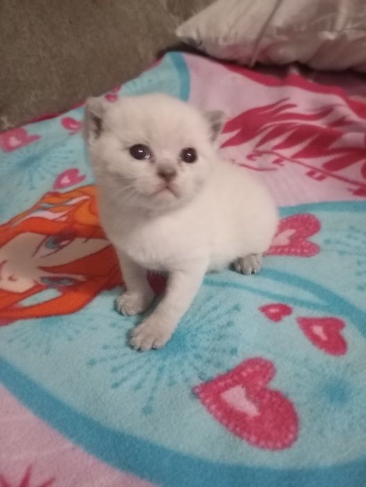 Шотландські весловухі котики