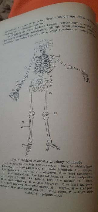 Zarys Anatomii Funkconalnej Człowieka  dla studentów biologii