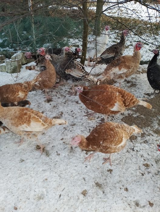 Jndyczki i jndory 2025