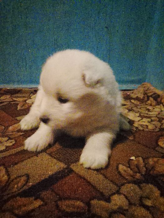 Продам самоїдіків