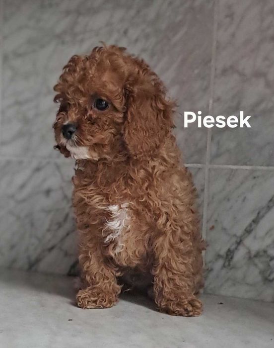 Cavapoo piesek  9 tyg aktualne