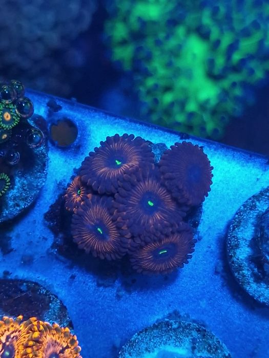 Corais zoantus de agua salgada