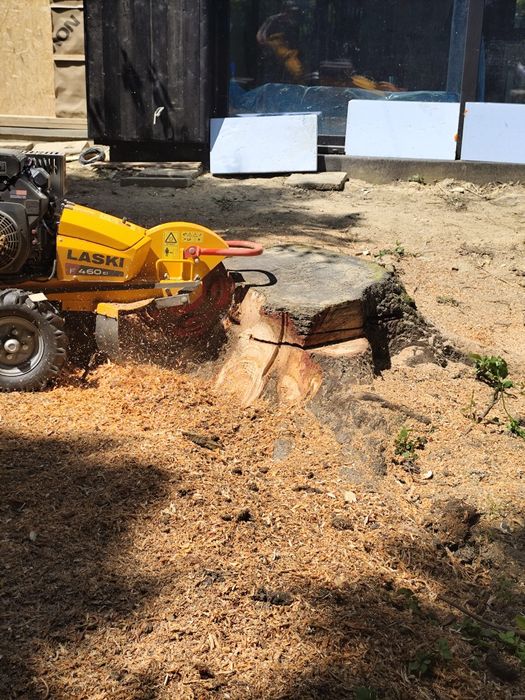 Frezowanie Usuwanie pni karczowanie korzeni  Wycinka drzew Mielenie