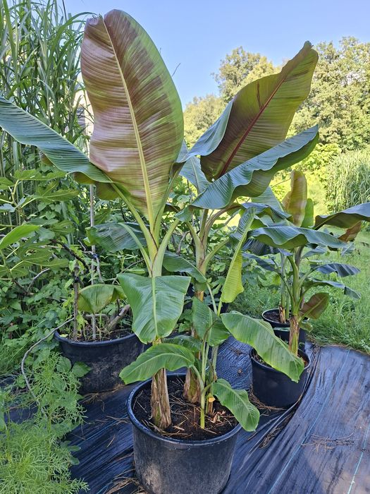 Bananowiec musa balbisiana sikkimensis thomsoni basjoo  manicata