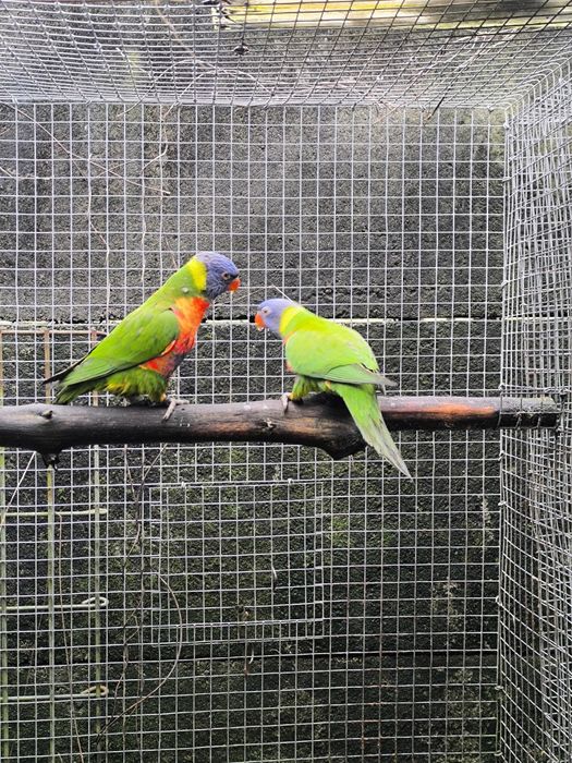 Femeas Loris molucannus