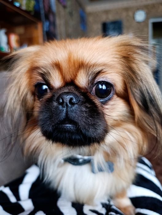 Дівчинка пекінес в добрі руки