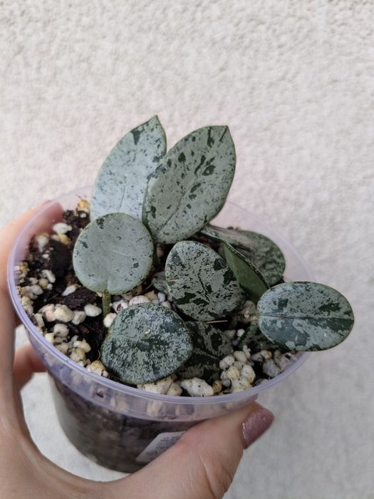 Hoja/Hoya Mathilde Splash