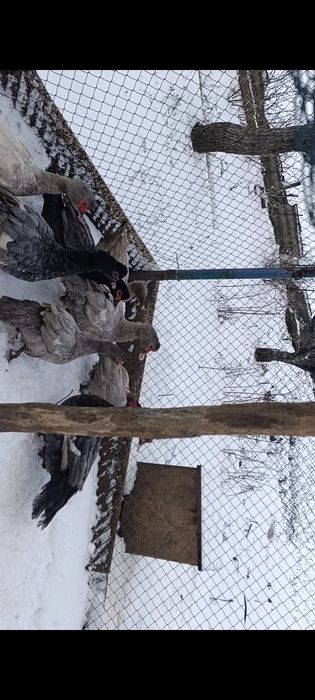 Мускусные утки немецкой линии голубые и лавандовые