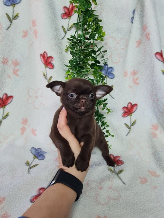 Excelente menina mini chihuahua/chiuaua linhagem Russa.Qualidd