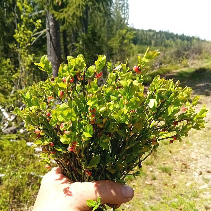 Корм для кроликів, шиншил, морських свинок - дикоросла чорниця