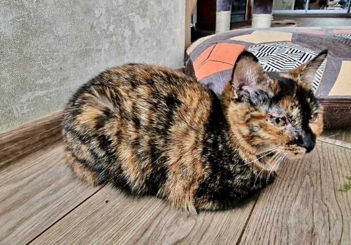 Кошеня шукає дім