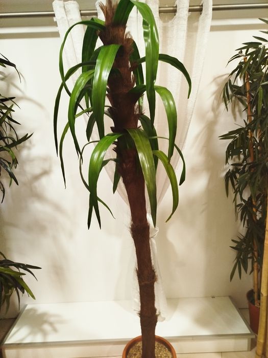 Planta Artificial
