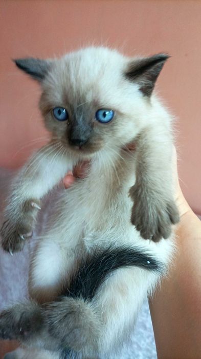 Сіамські кошенята