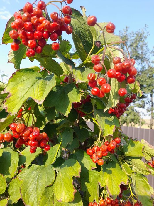 Продам свиноматку порода велика біла після одного опоросу хороша