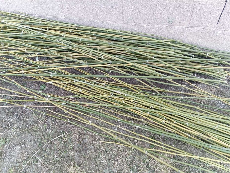 tyczki bambusowe paliki patyki tyczki bambus