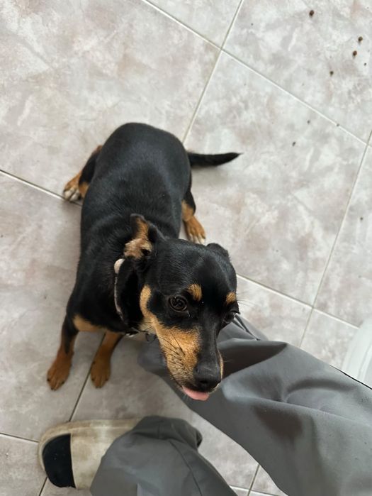 Pincher para adoção responsável