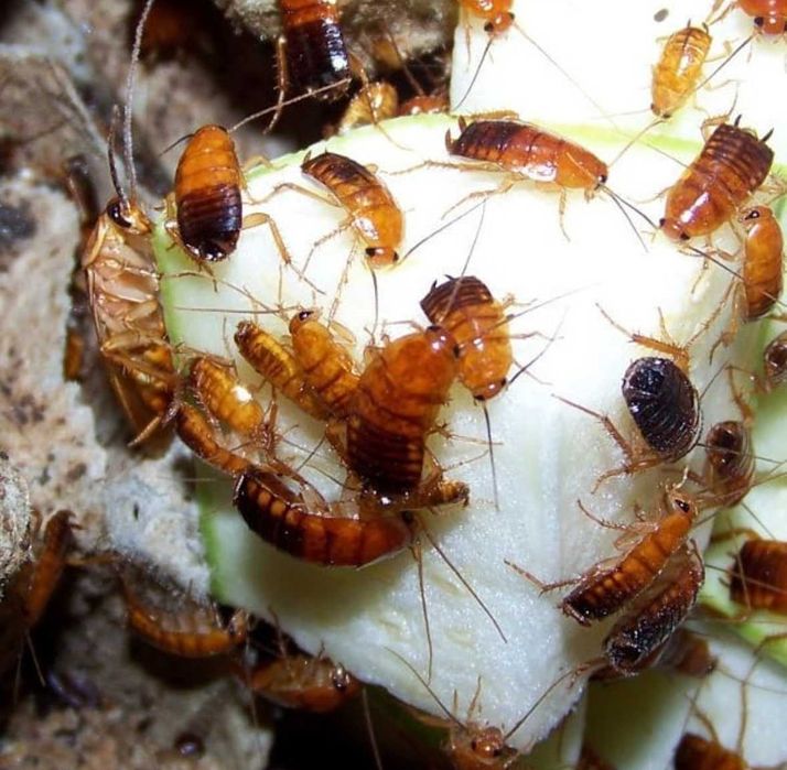 Таракан туркменский , туркмены, тропический тараканы