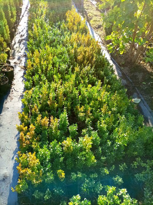 Bukszpan semperweris i sufruticosa