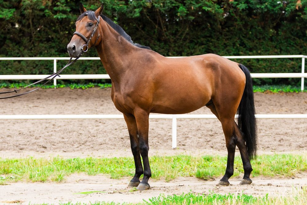 6-letni skoczny wałach