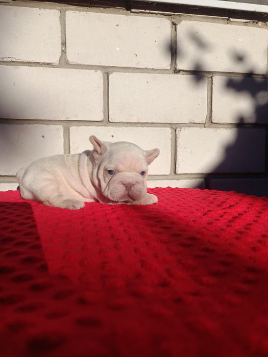 Дівчинка перлинка