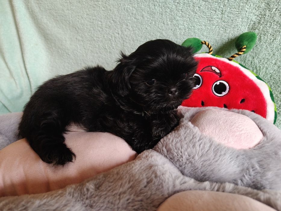 Czarny piesek shih tzu