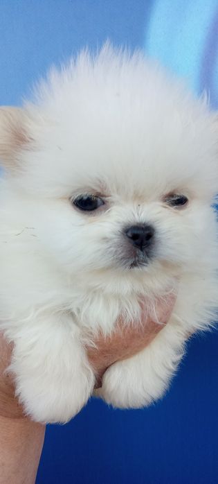 Мальтезе - мальтешпиц