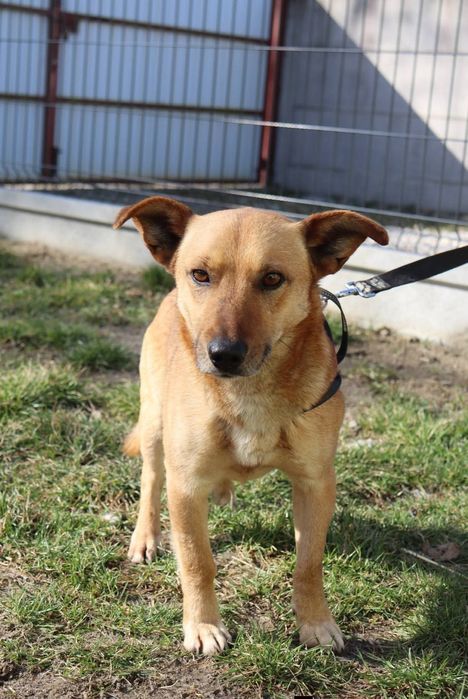 Iwo - malutki psiak o wielkim sercu