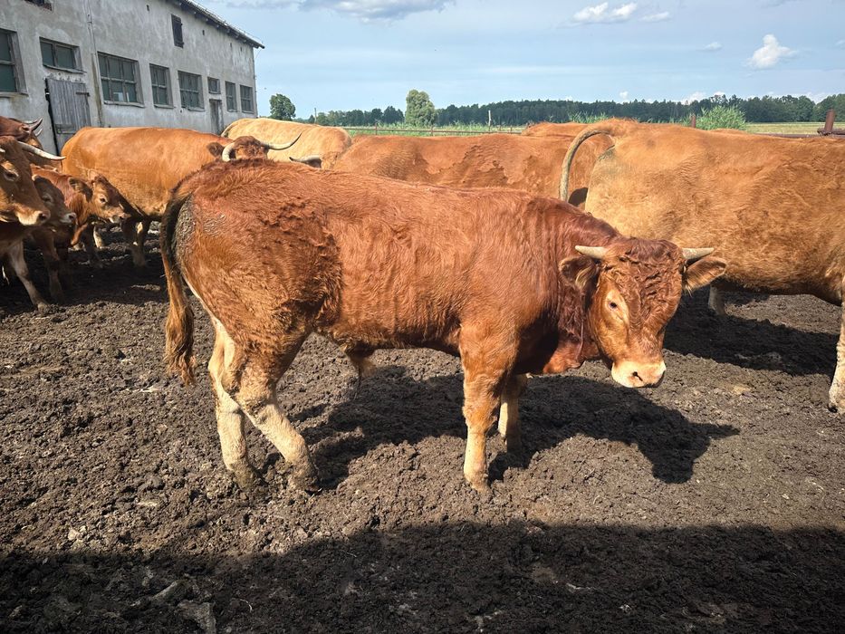 Sprzedam Buhaja rozpłodnika