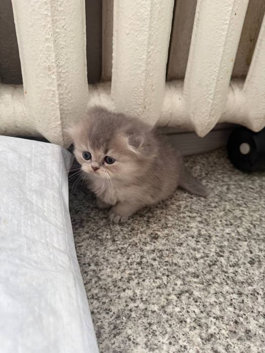 Шотландская девочка фолд вислоушка