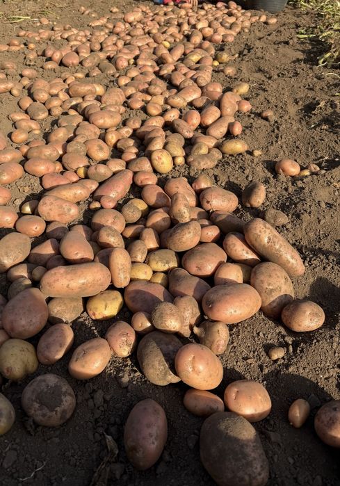 Batata nova (vermelhas e brancas)
