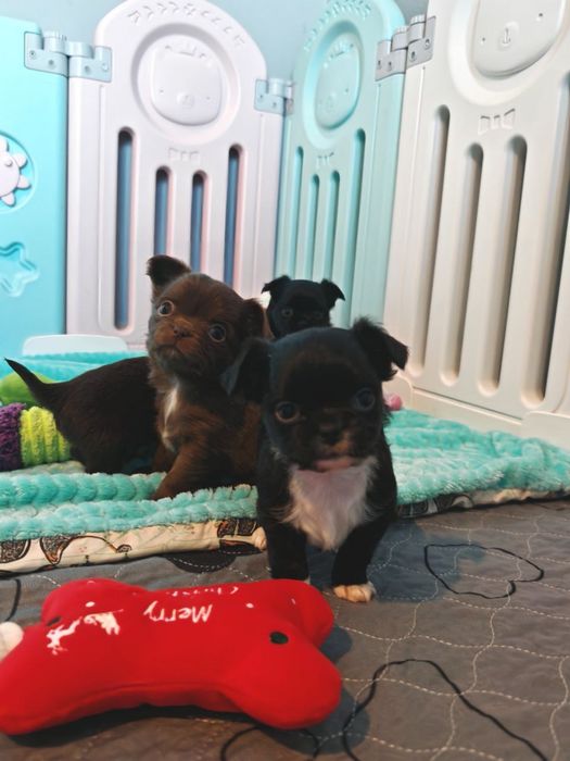 Chihuahua długowłosa chlopczyk