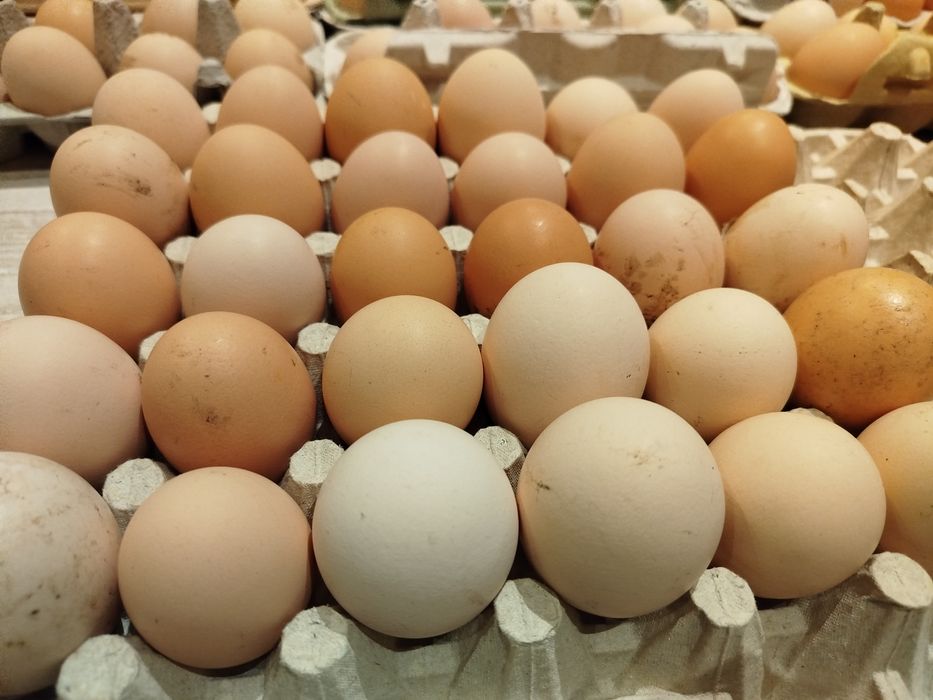 Jaja lęgowe kur niosek mix