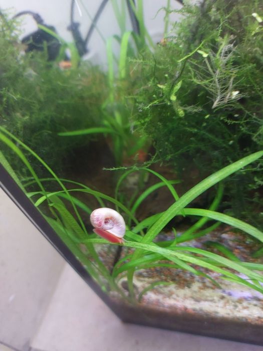 Caracol-Ramshorn