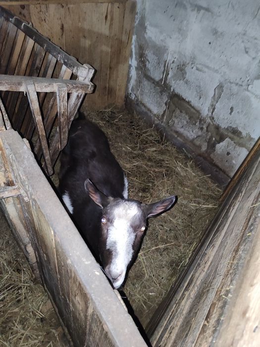 Срочно Продаються кози