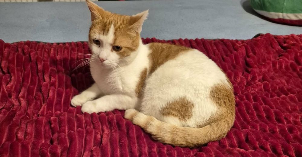 Zaginął kot Konarzewo