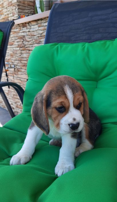 Beagle  super szczeniak