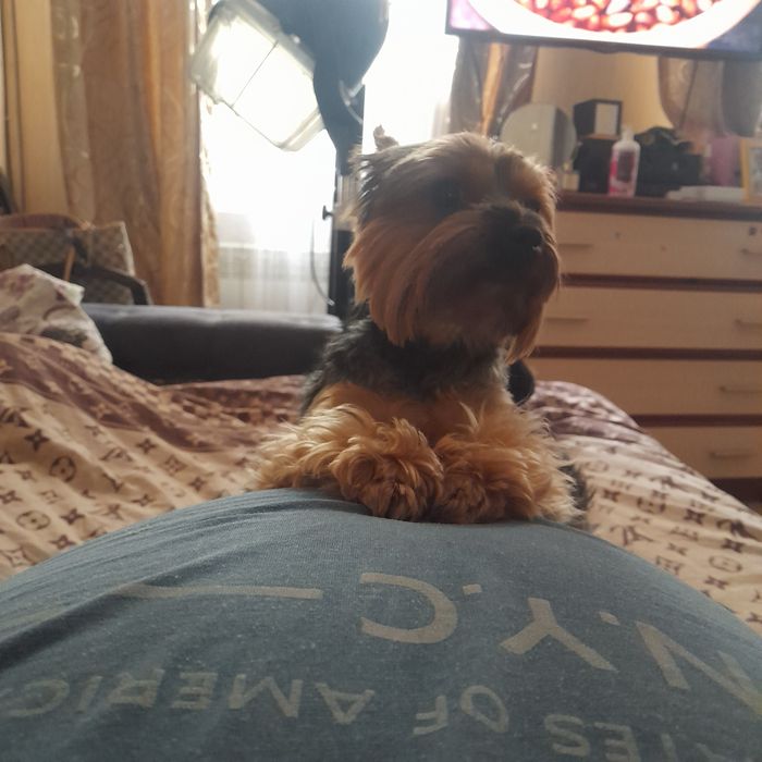 Йокширский терьер 2 года ждет в гости невесту