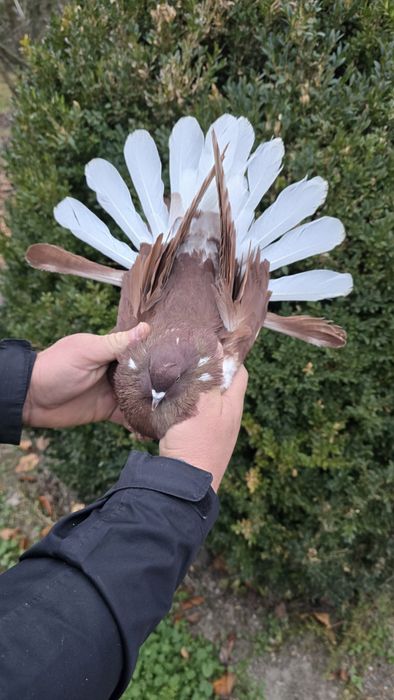 Gołębie szaryki lubelskie