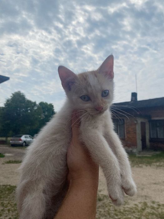 Kotek w rude plamki