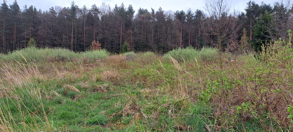 Koszenie trawy i wycinka samosiejek